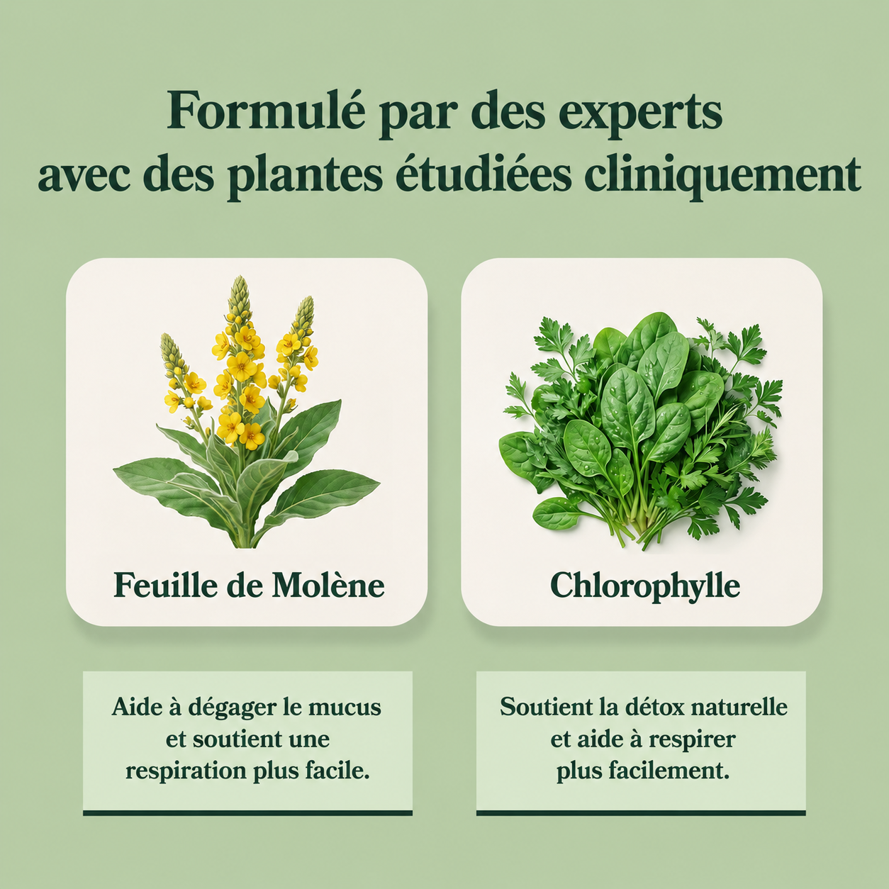 Mullein® Detox Poumons - Respirez plus librement